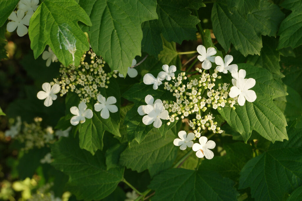 Viburnum Opulus Baumschule Frank