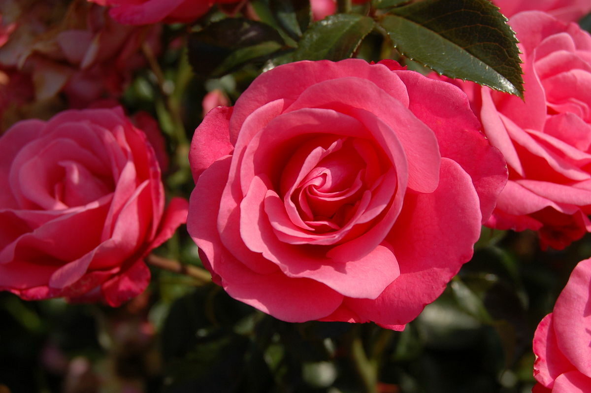 Rose „bella Rosa“ Baumschule Frank